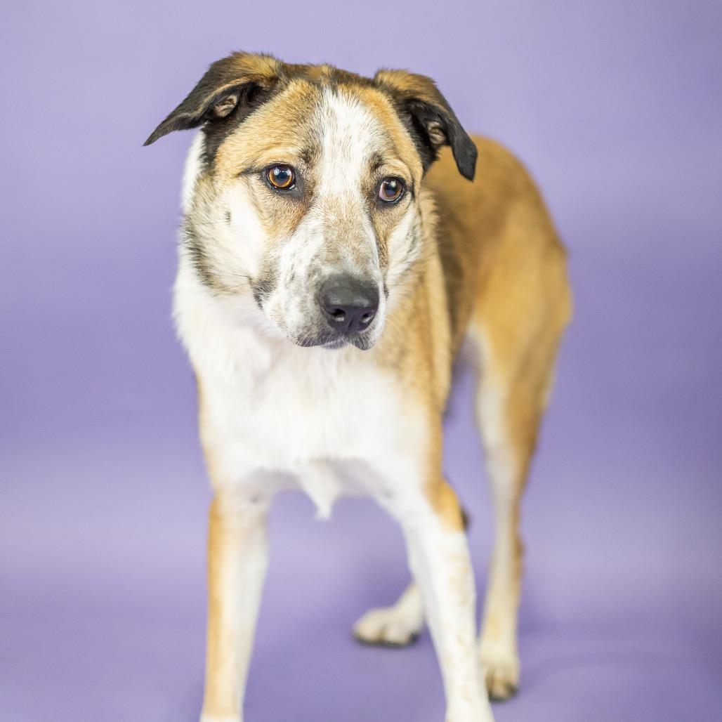 Maggie, a Adoptable Australian Cattle Dog / Blue Heeler in Portland, OR image 5/6