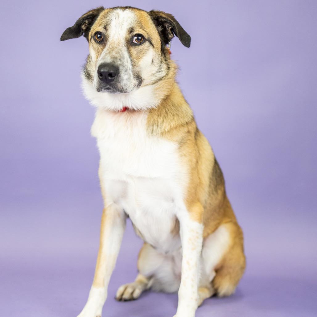 Maggie, a Adoptable Australian Cattle Dog / Blue Heeler in Portland, OR image 6/6