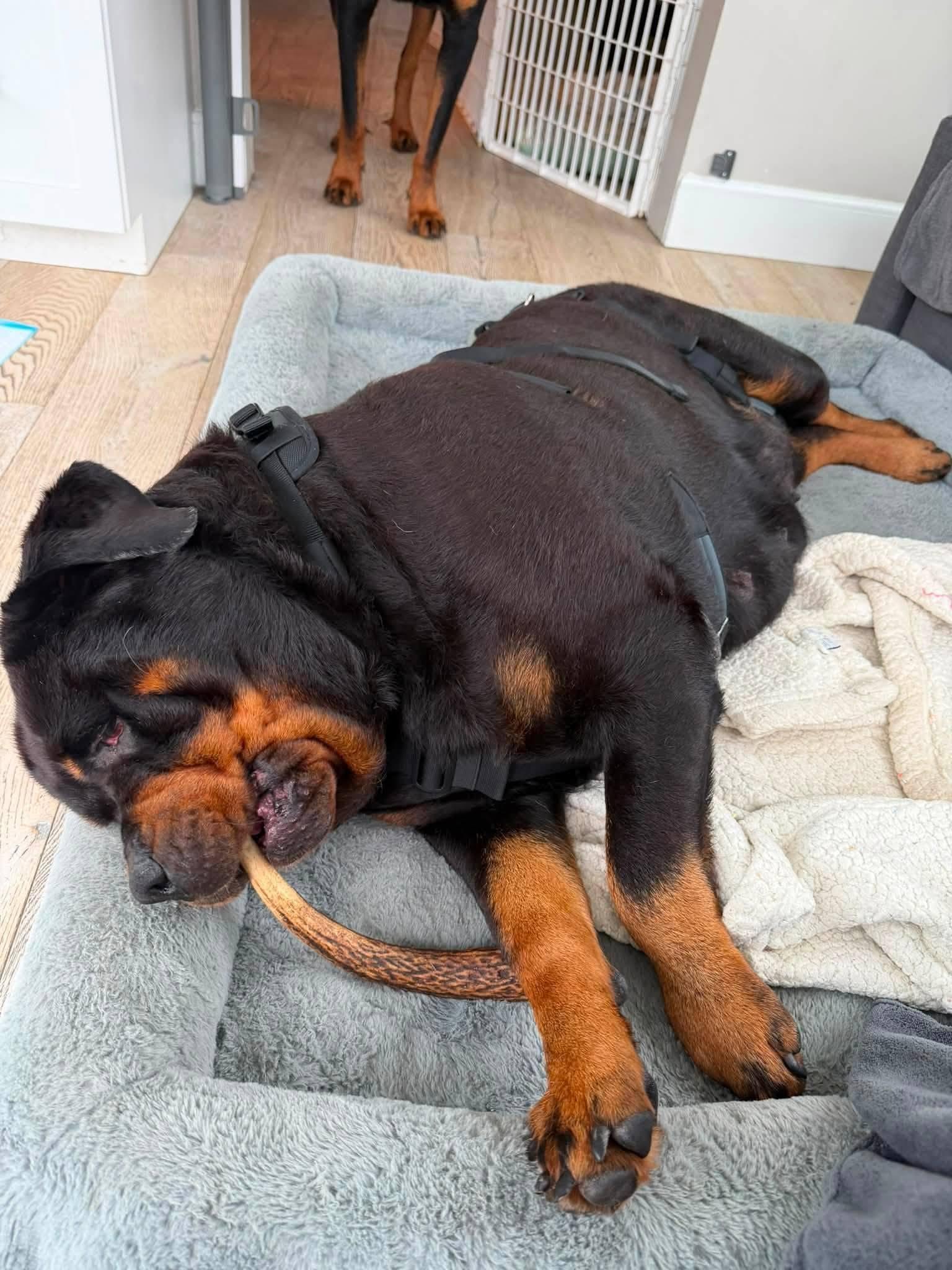 Minnie, Adoptable, Adult Female Rottweiler.