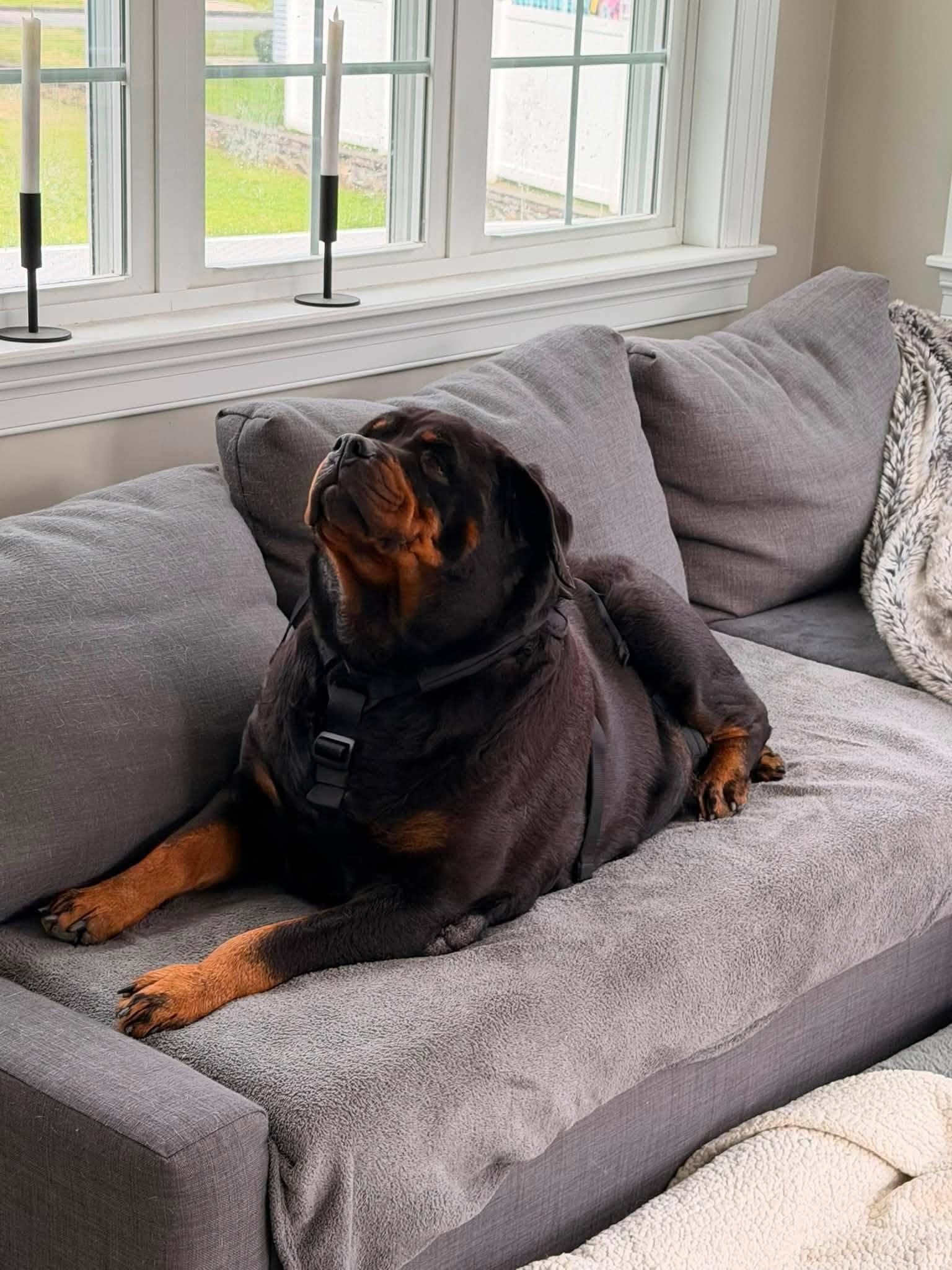 Enlarge Minnie, a Adoptable Rottweiler in Hillsboro, NH image 2/3