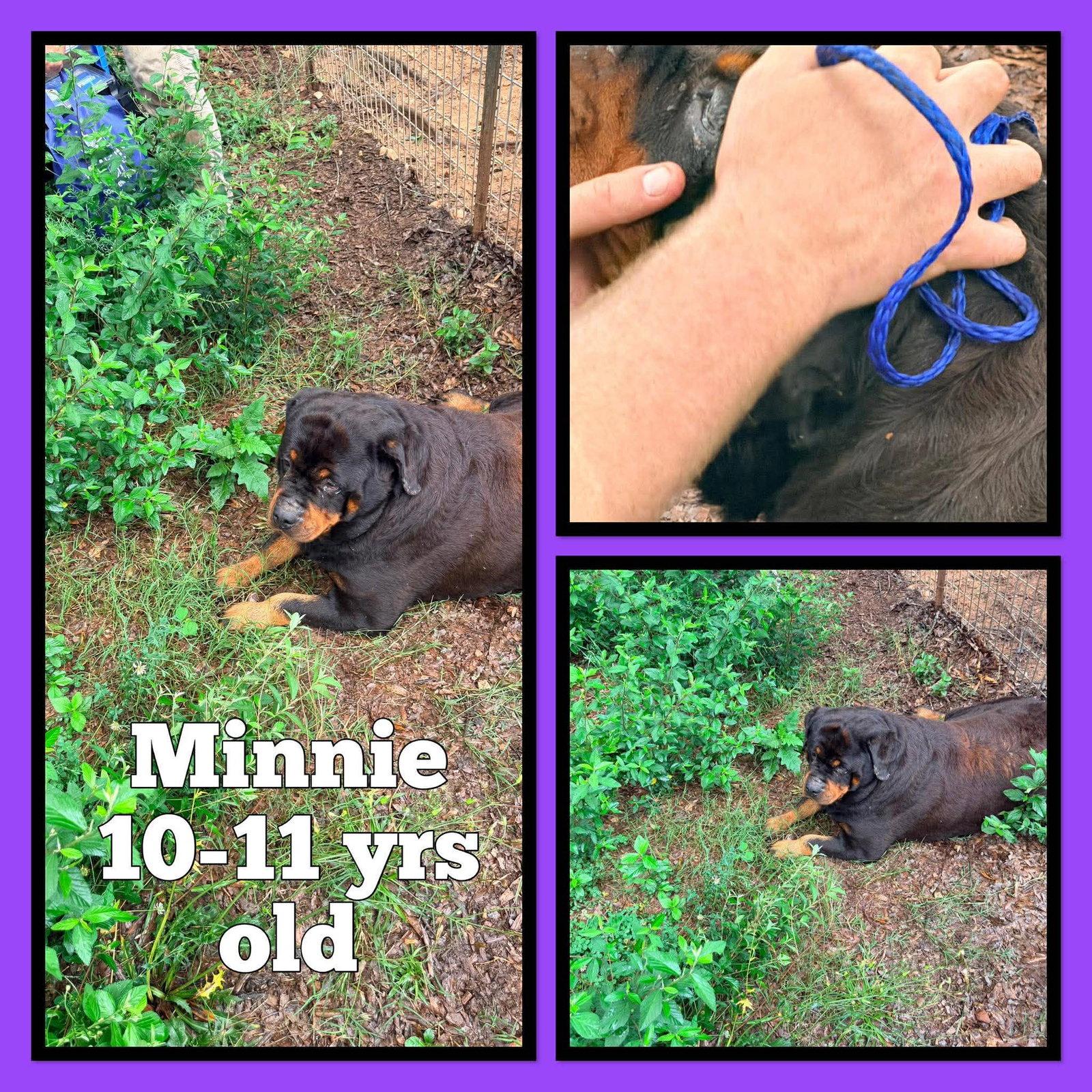 Minnie, Adoptable, Adult Female Rottweiler.