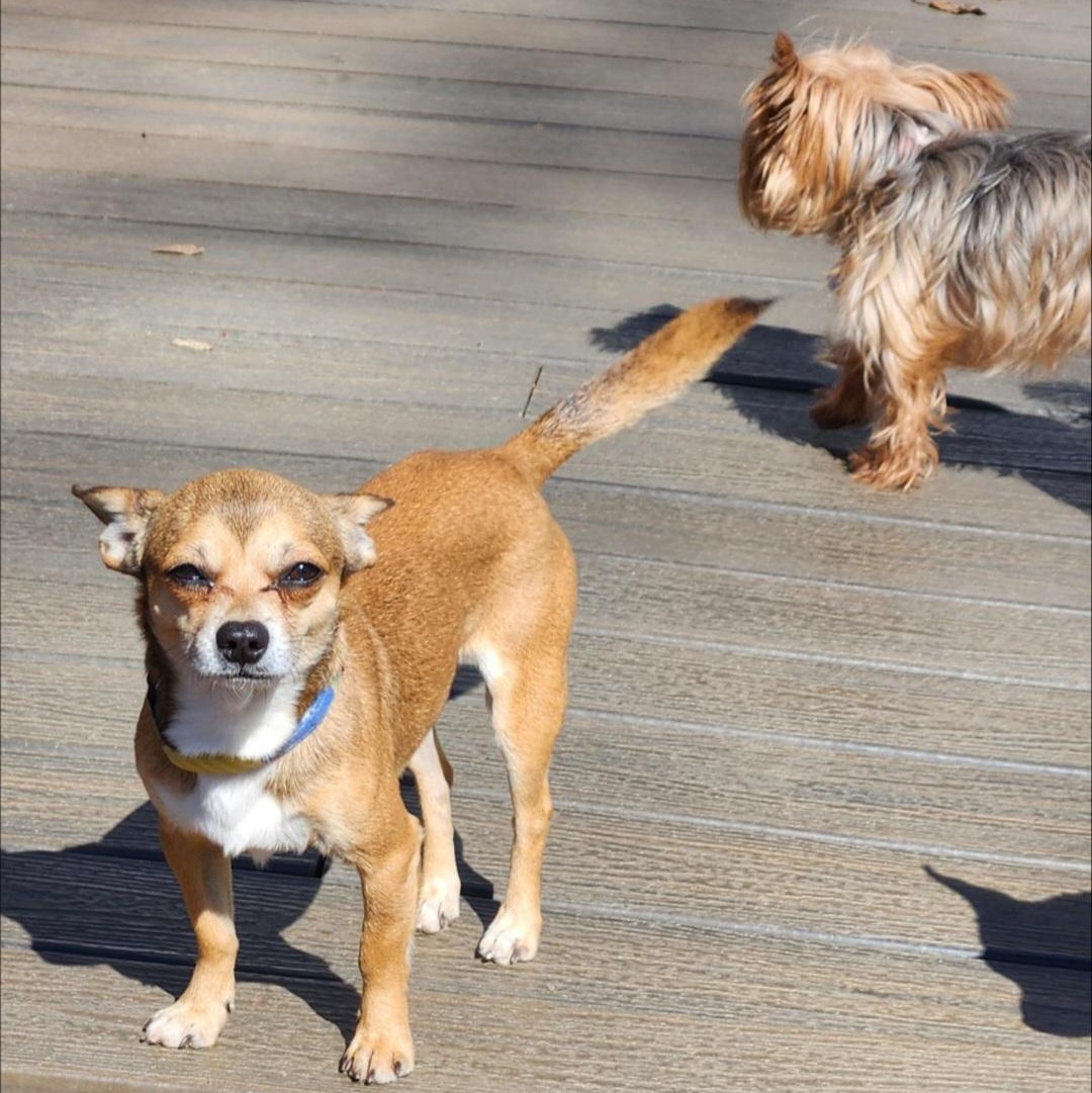 Javier, a ADOPTABLE Chihuahua in Greenville, SC image 2/4