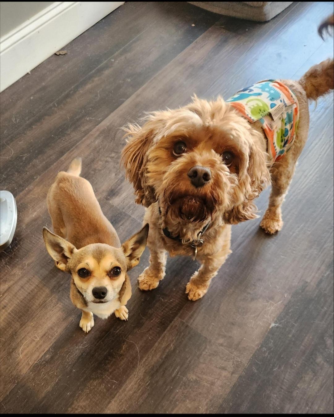 Javier, a ADOPTABLE Chihuahua in Greenville, SC image 4/4