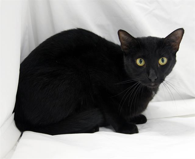 Enlarge CRICKET, a Adoptable Domestic Short Hair in Winter Haven, FL image 1/1