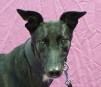Notorious Belle, Adoptable, Adult Female Greyhound.