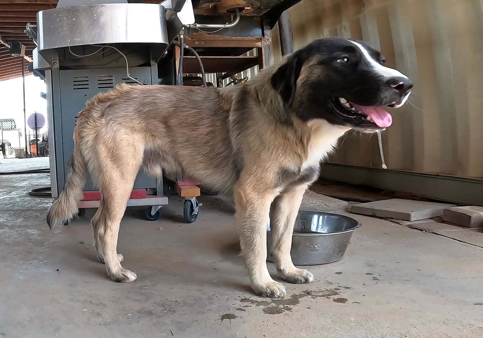 Enlarge Buddy, a Adopted Anatolian Shepherd in Queen Creek, AZ image 1/3