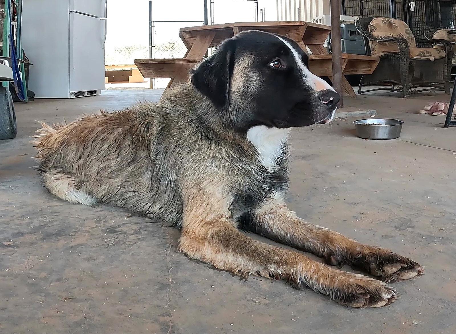 Enlarge Buddy, a Adopted Anatolian Shepherd in Queen Creek, AZ image 2/3