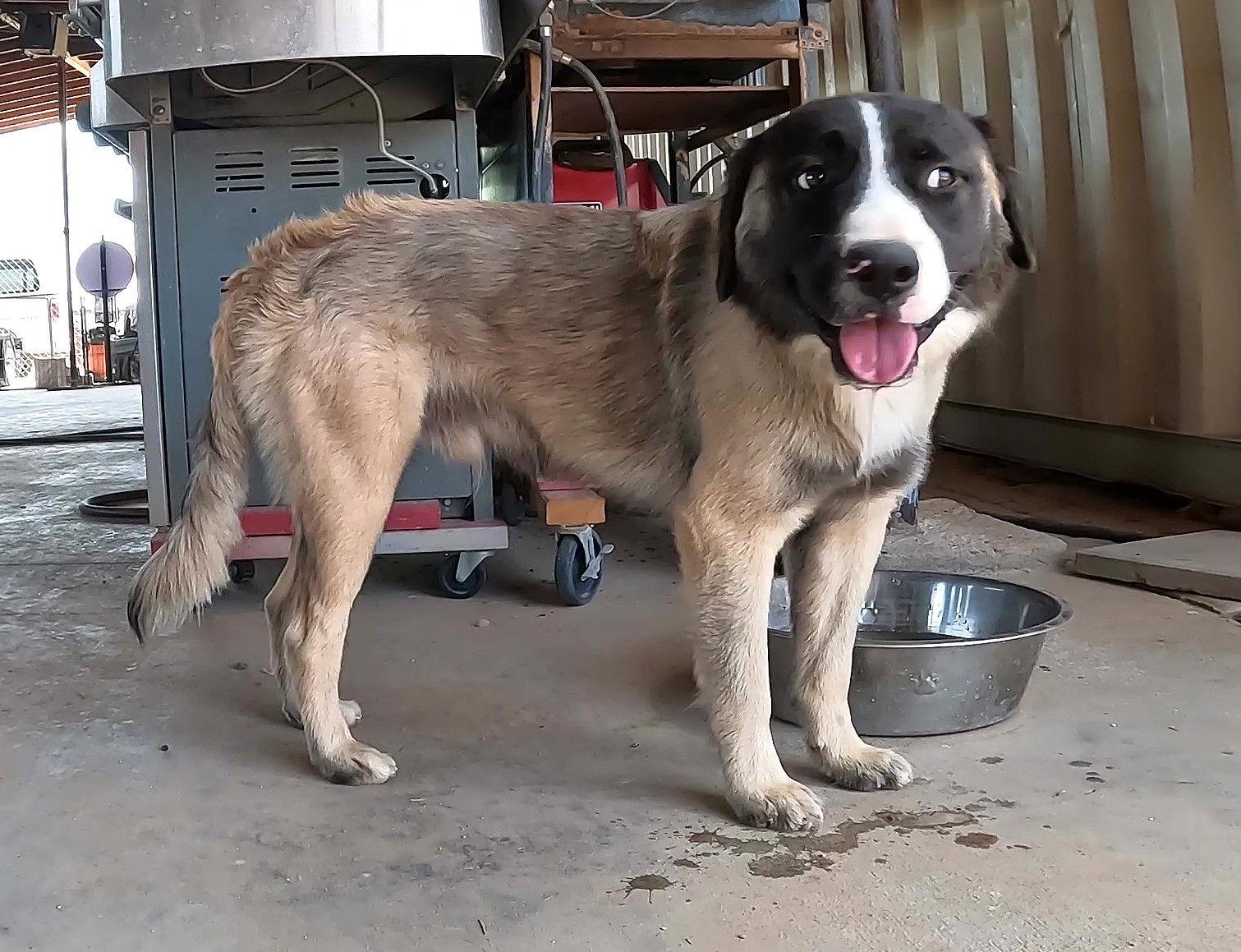 Enlarge Buddy, a Adopted Anatolian Shepherd in Queen Creek, AZ image 3/3