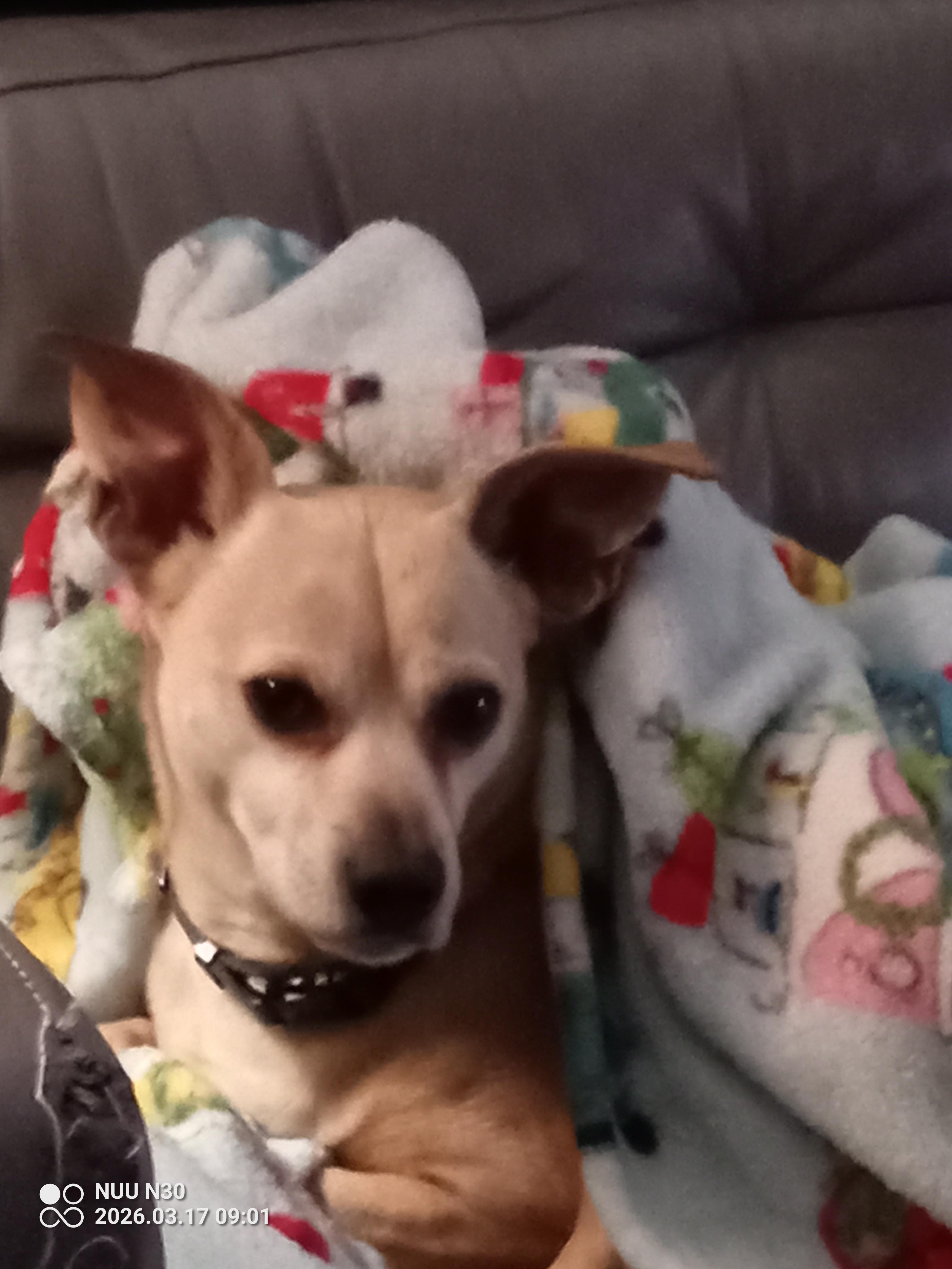 Chapo, Adoptable, Adult Male Chihuahua & Mixed Breed.