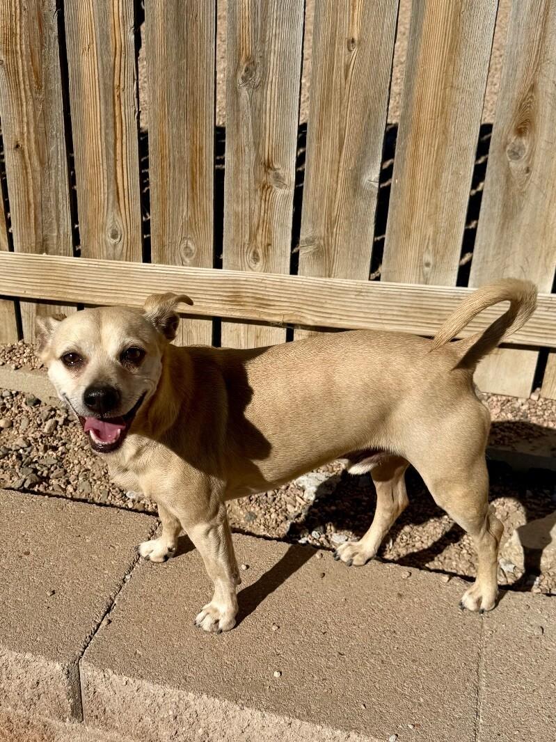 Enlarge Chapo, a Adoptable mixed breed in Windsor, CO image 1/6