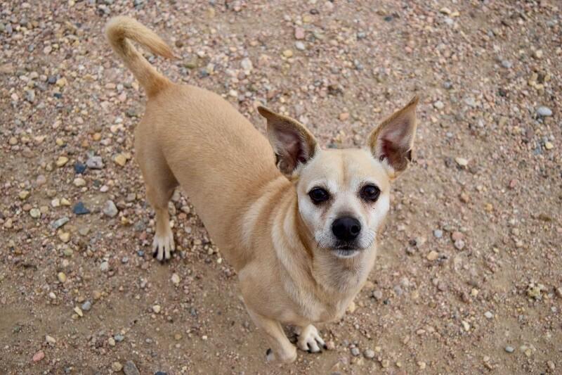 Enlarge Chapo, a Adoptable mixed breed in Windsor, CO image 4/6