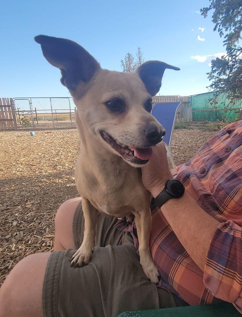 Enlarge Chapo, a Adoptable mixed breed in Windsor, CO image 5/6