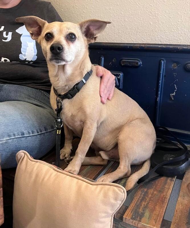 Enlarge Chapo, a Adoptable mixed breed in Windsor, CO image 5/6