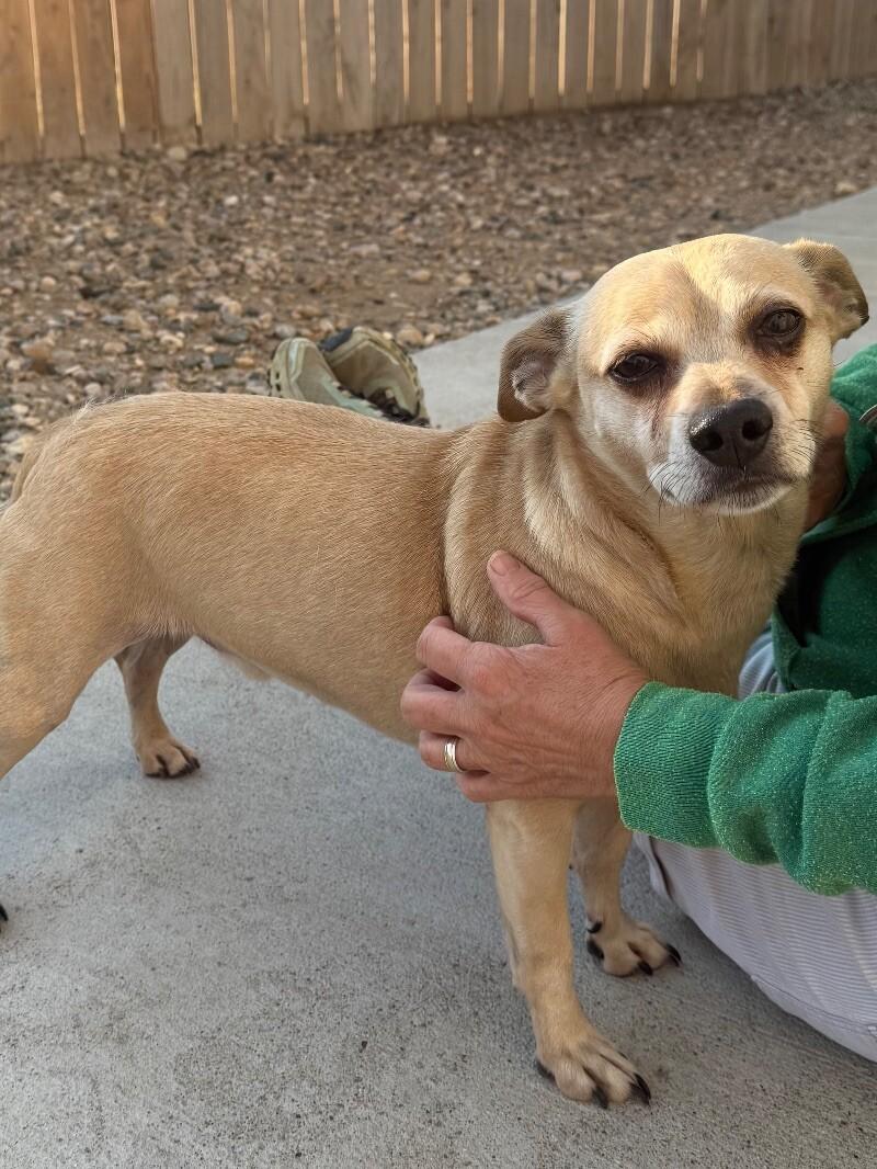 Enlarge Chapo, a Adoptable mixed breed in Windsor, CO image 6/6