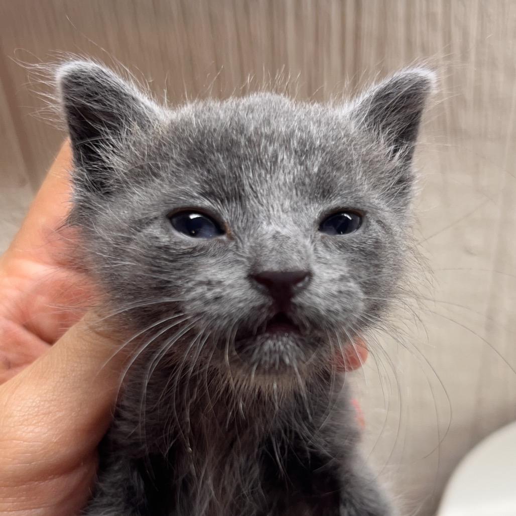 Tommy Tamale, Adoptable, Kitten Male Domestic Long Hair.