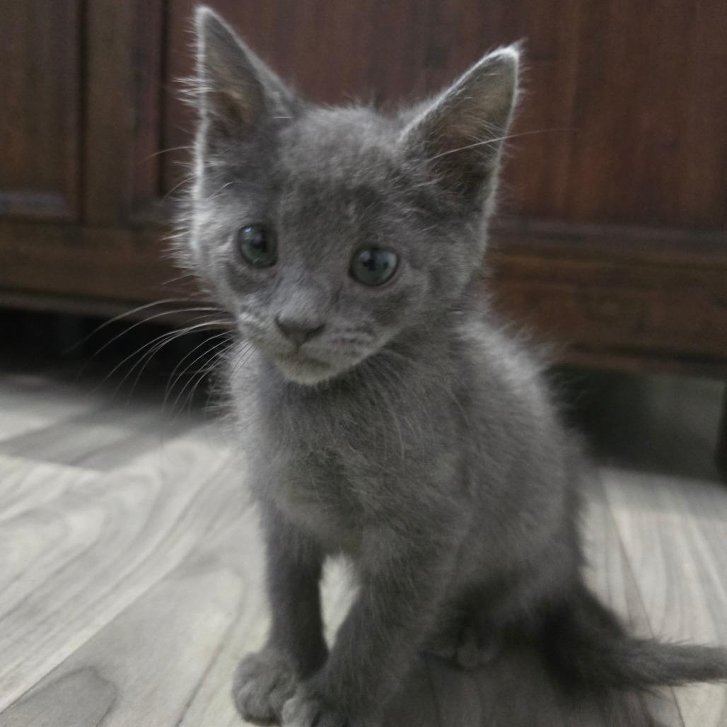 Enlarge Tommy Tamale, a Adoptable Domestic Long Hair in Clarksville, AR image 2/5