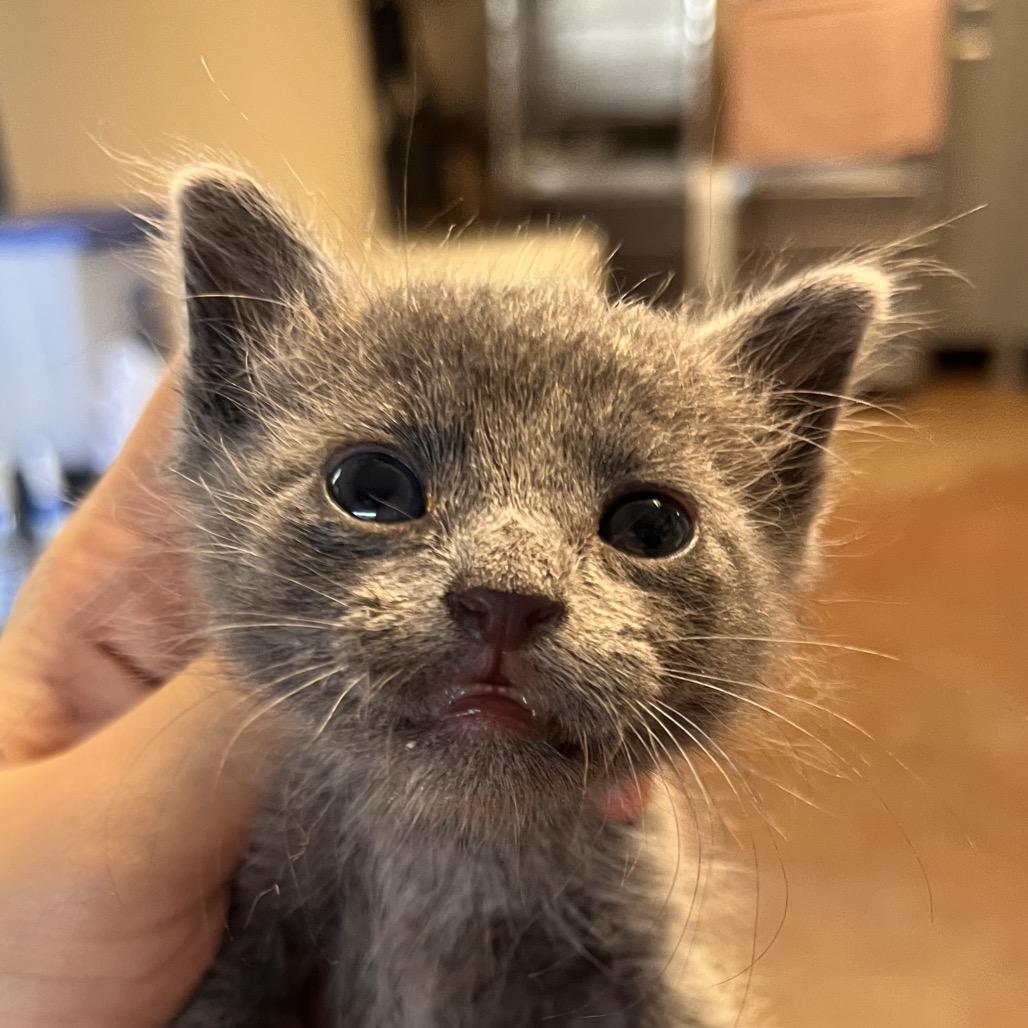 Enlarge Tommy Tamale, a Adoptable Domestic Long Hair in Clarksville, AR image 5/5
