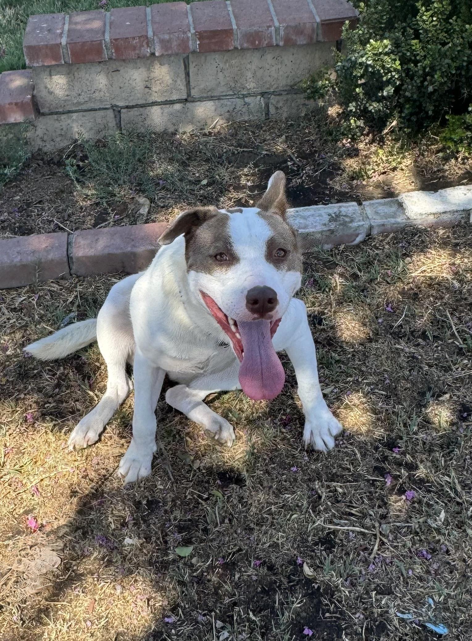 Enlarge Karly, a Adoptable mixed breed in Portland , OR image 3/6