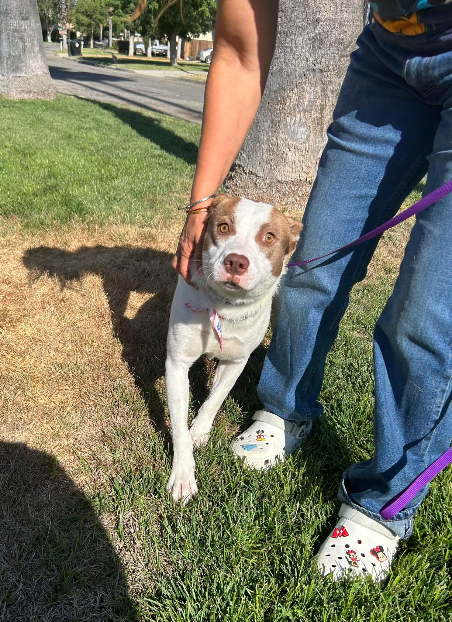 Enlarge Karly, a Adoptable mixed breed in Portland , OR image 5/6