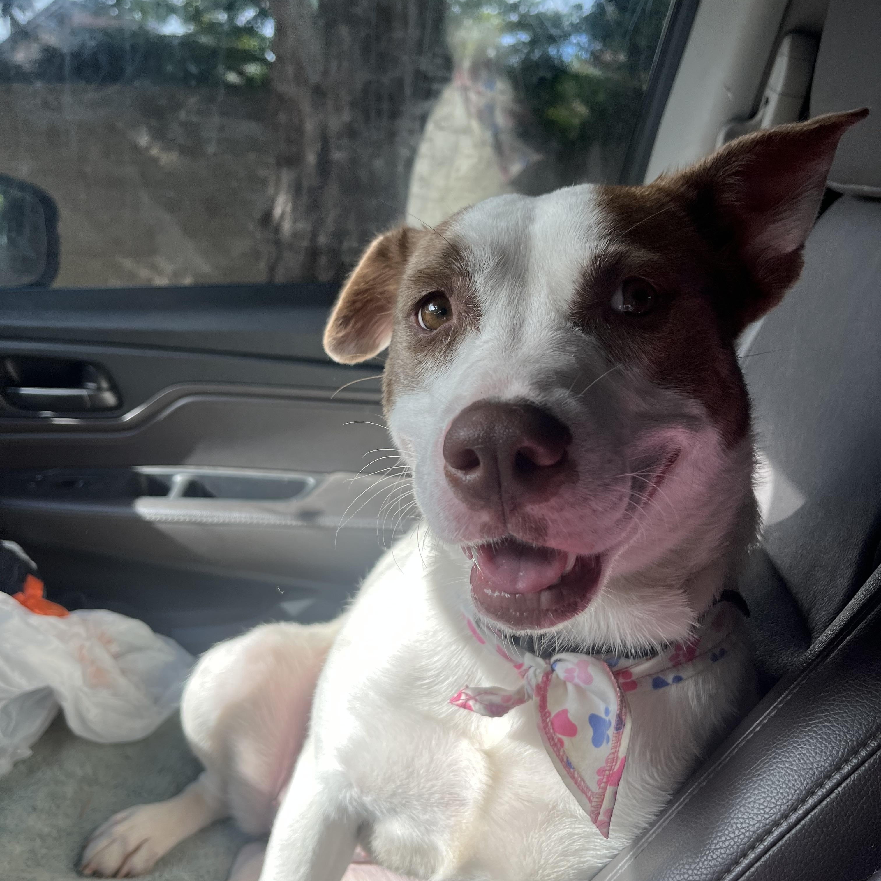 Karly, Adoptable, Young Female Border Collie & Pit Bull Terrier.