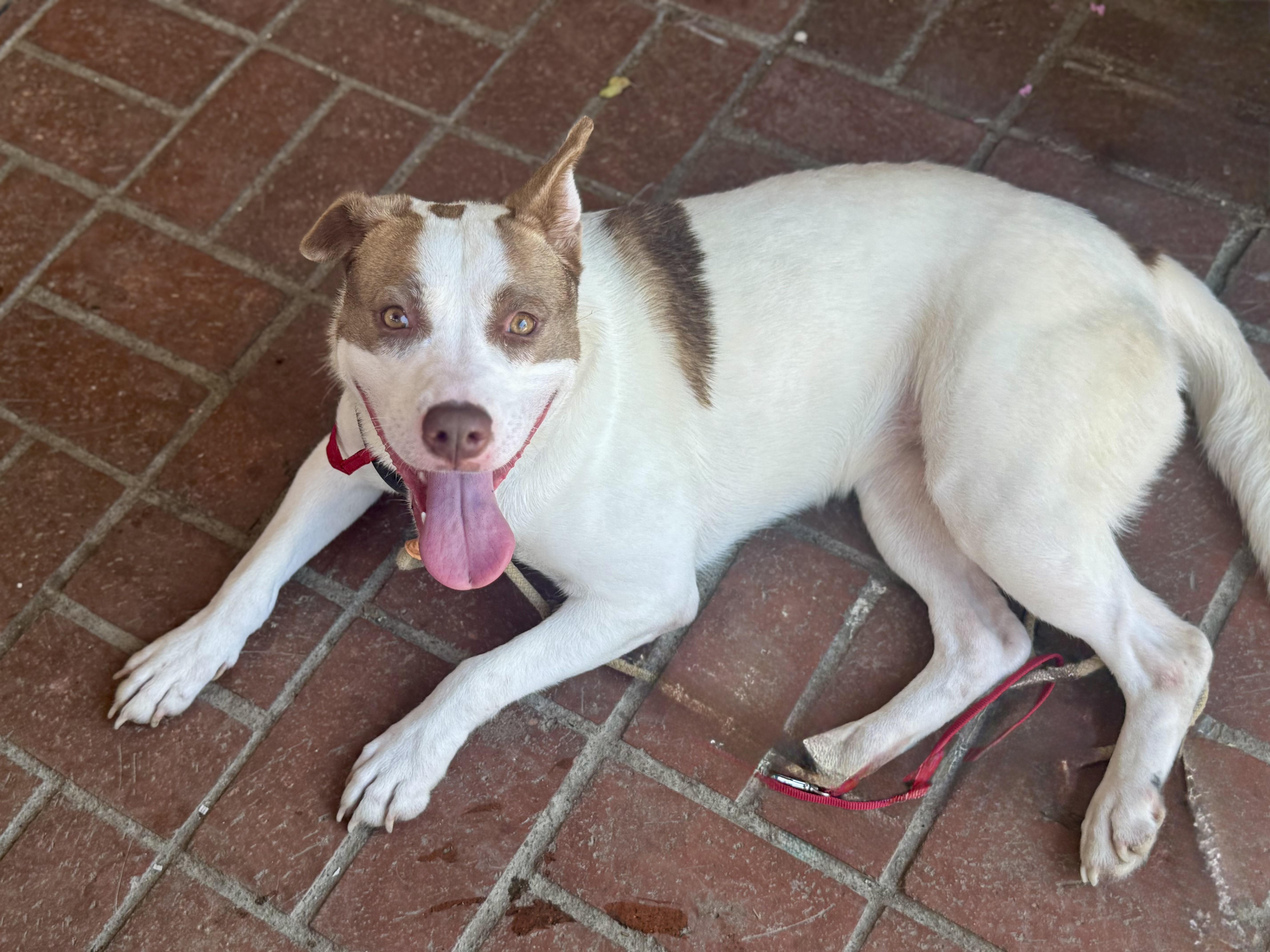 Enlarge Karly, a Adoptable mixed breed in Portland , OR image 4/6