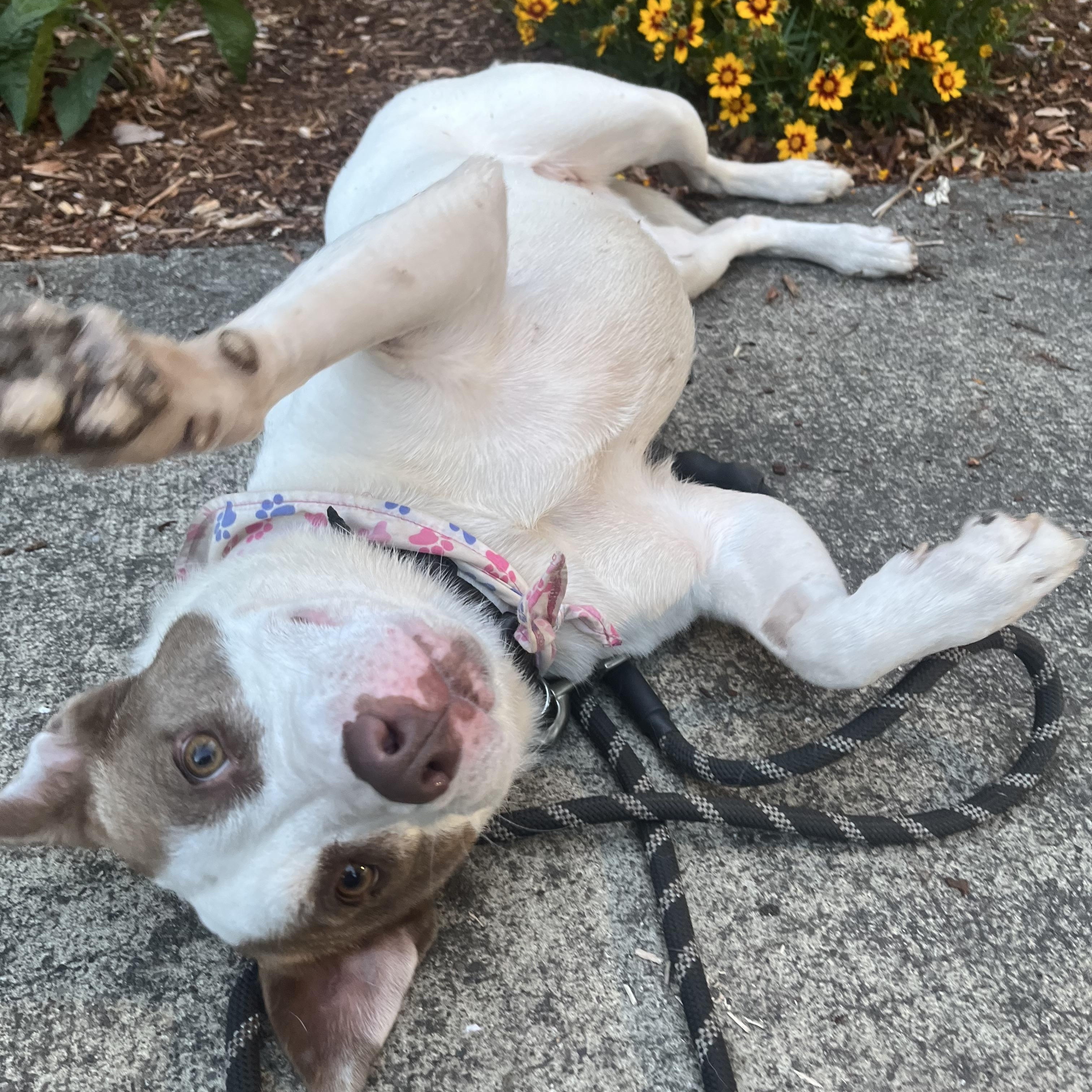 Enlarge Karly, a Adoptable mixed breed in Portland , OR image 2/6