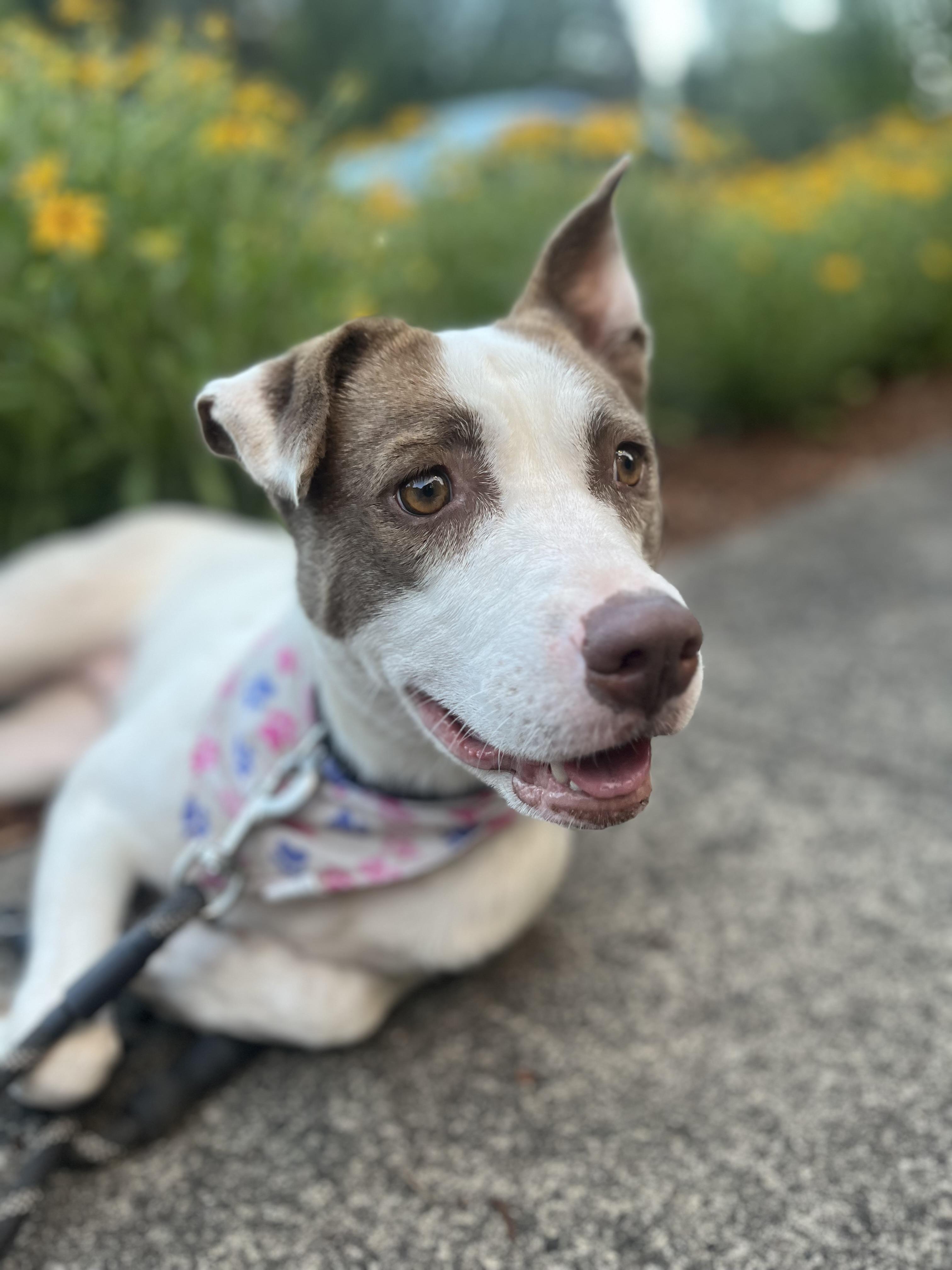 Enlarge Karly, a Adoptable mixed breed in Portland , OR image 6/6