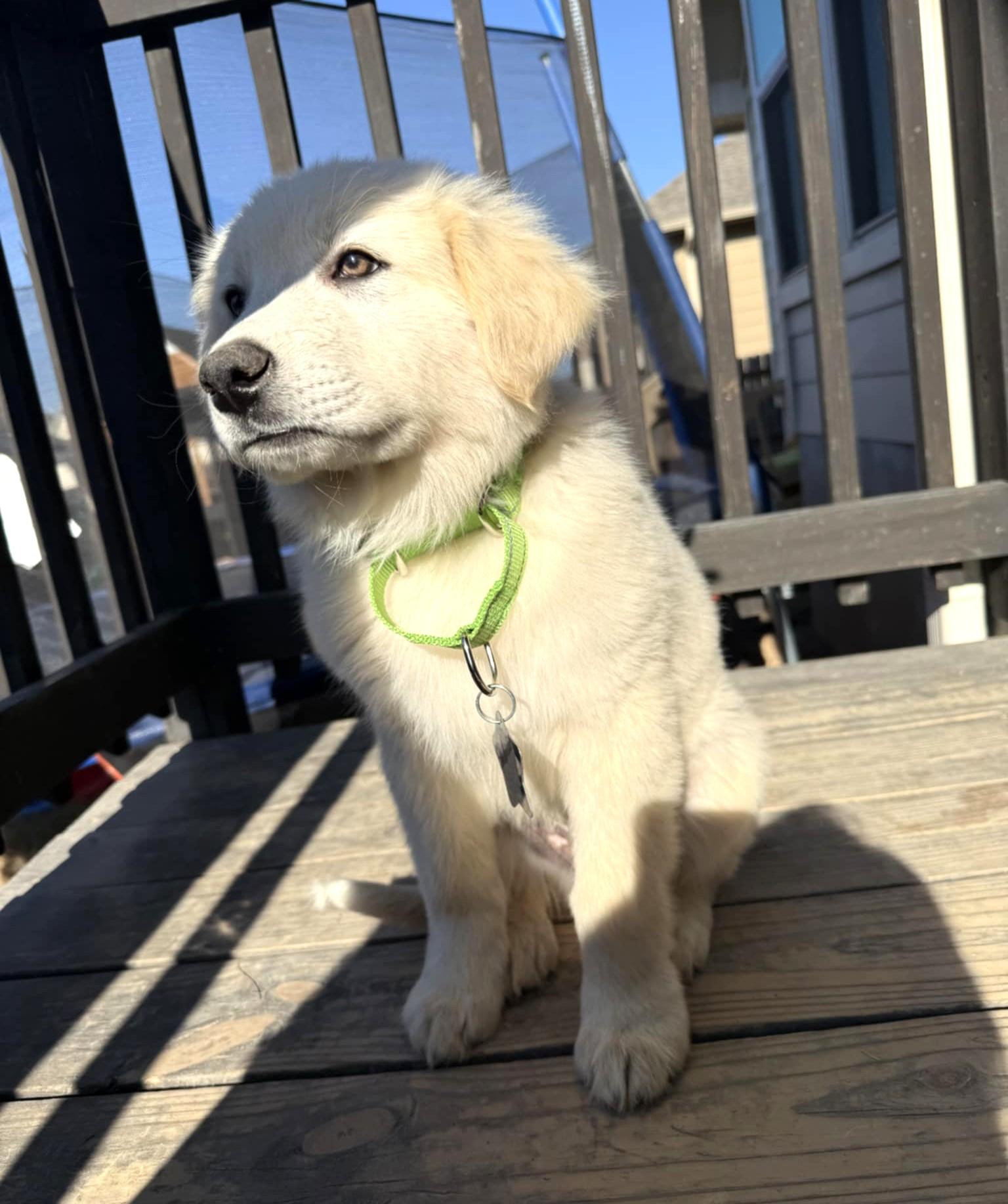 Peanut Butter SAT, Adopted, Young Male Great Pyrenees.