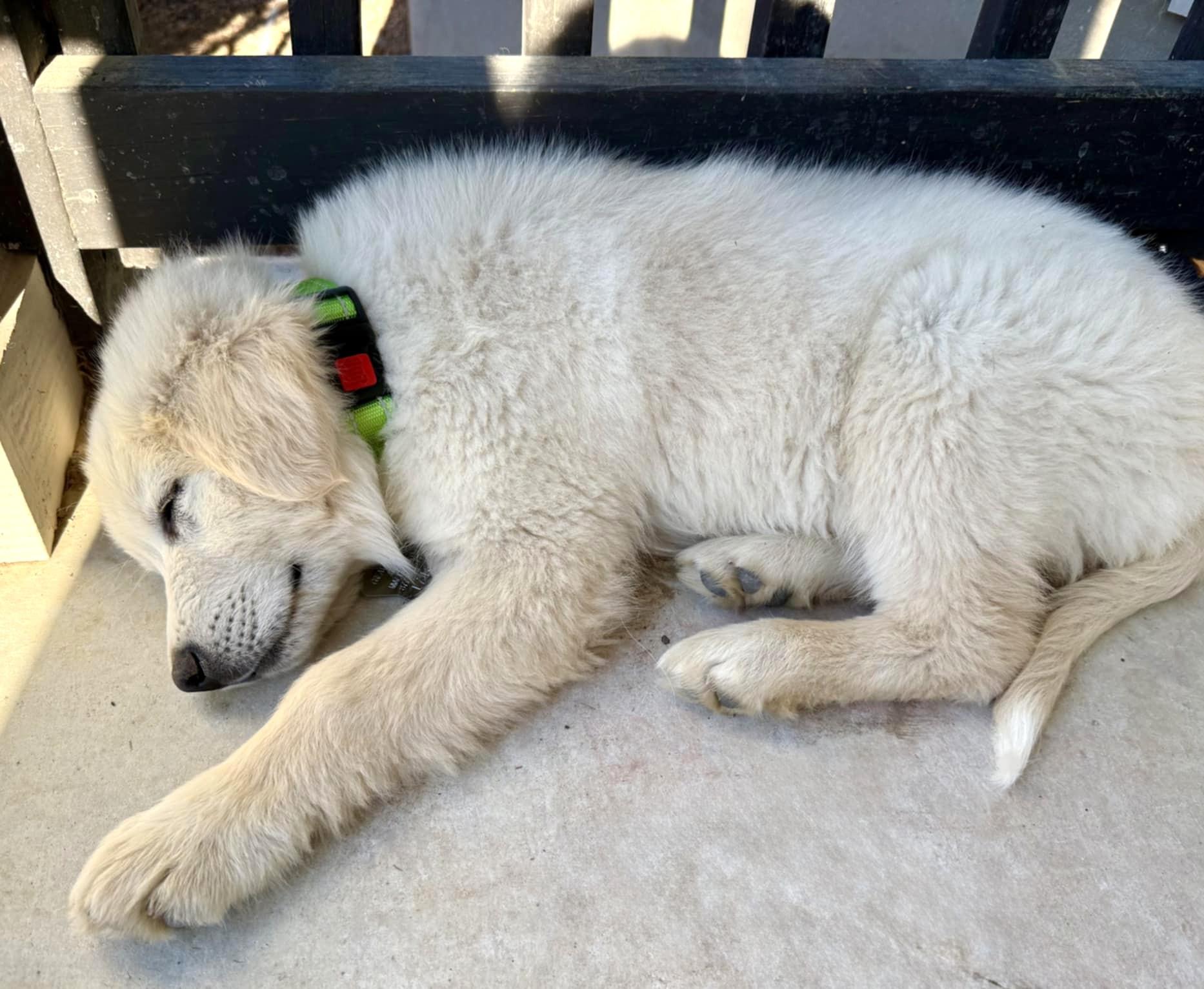 Peanut Butter SAT, a Adopted mixed breed in Quinlan, TX image 3/5