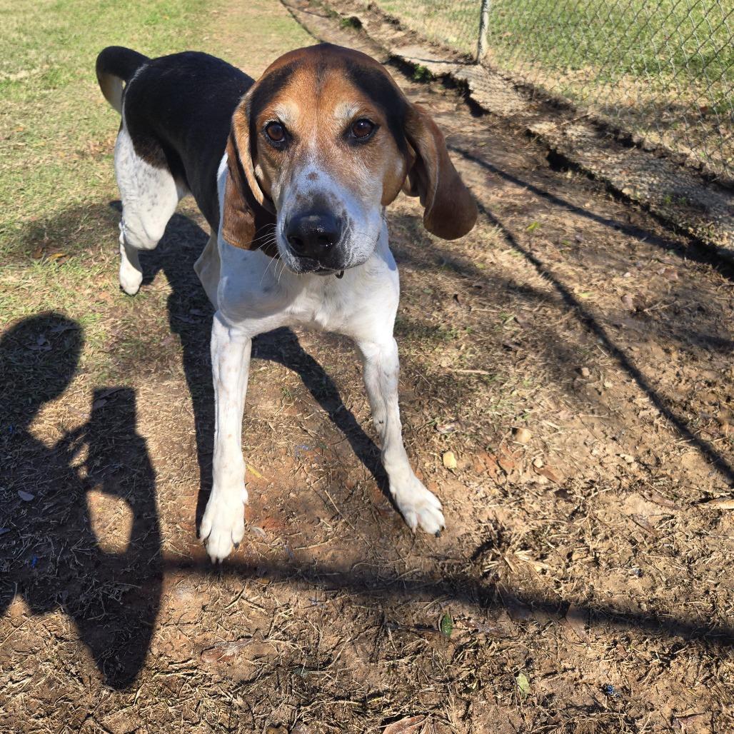 Enlarge Lucky, a Adoptable mixed breed in Tylertown, MS image 2/2