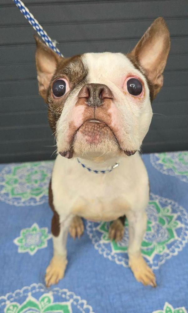 Honor, Adoptable, Senior Female Boston Terrier.