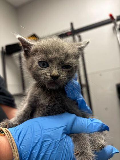 Mane, adoptable, Young Female Domestic Short Hair.