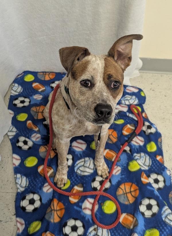 Enlarge *Kip*, a Adoptable mixed breed in Salt Lake City, UT image 1/1