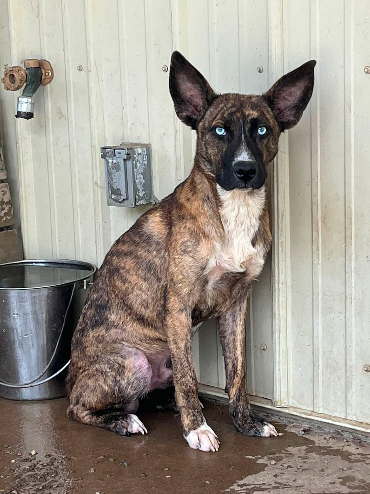 Frankie, an adopted mixed breed in Pomeroy, OH image 1/2