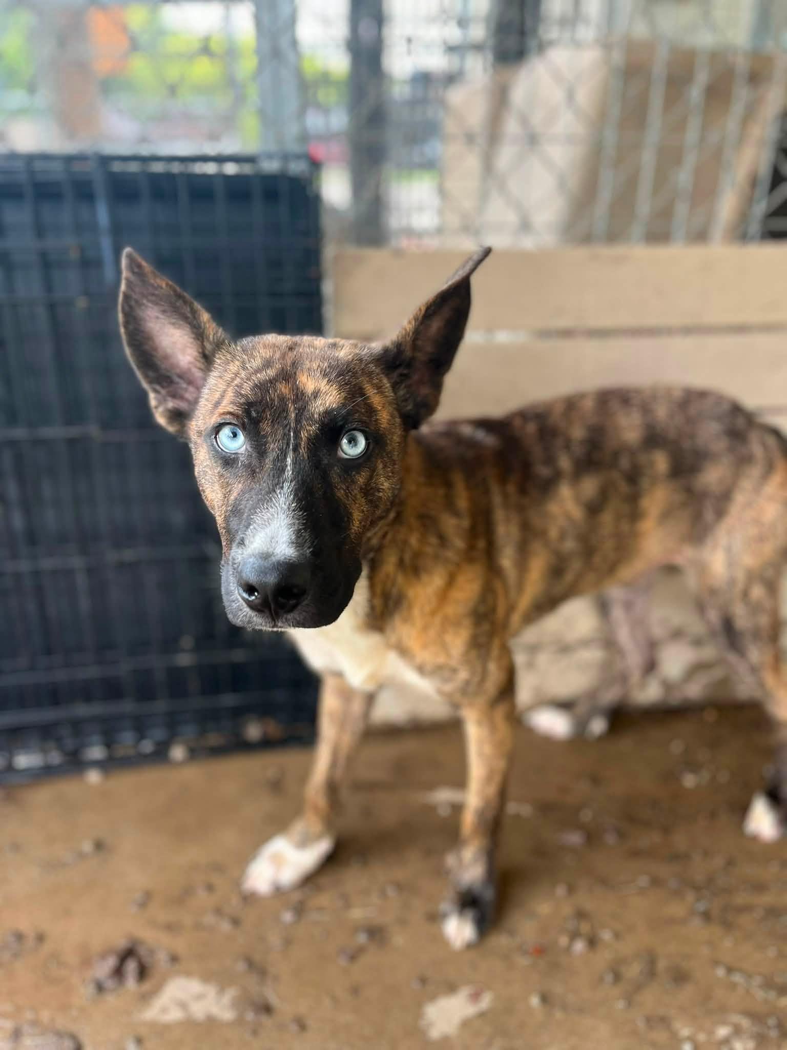 Frankie, an adopted mixed breed in Pomeroy, OH image 2/2
