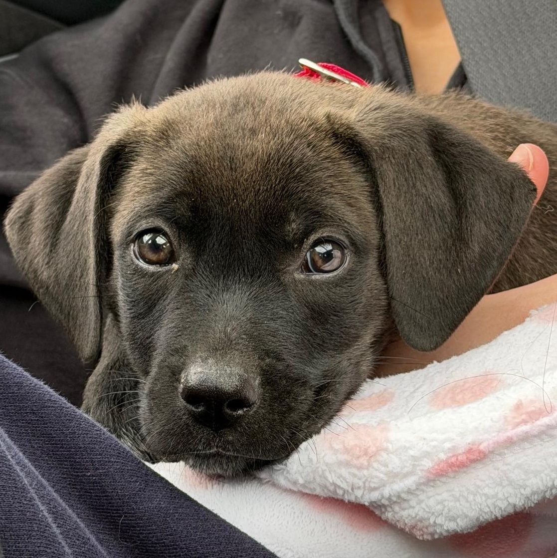 Enlarge Johnny Cougar - Local pup, an adopted mixed breed in Andover, MA image 1/6