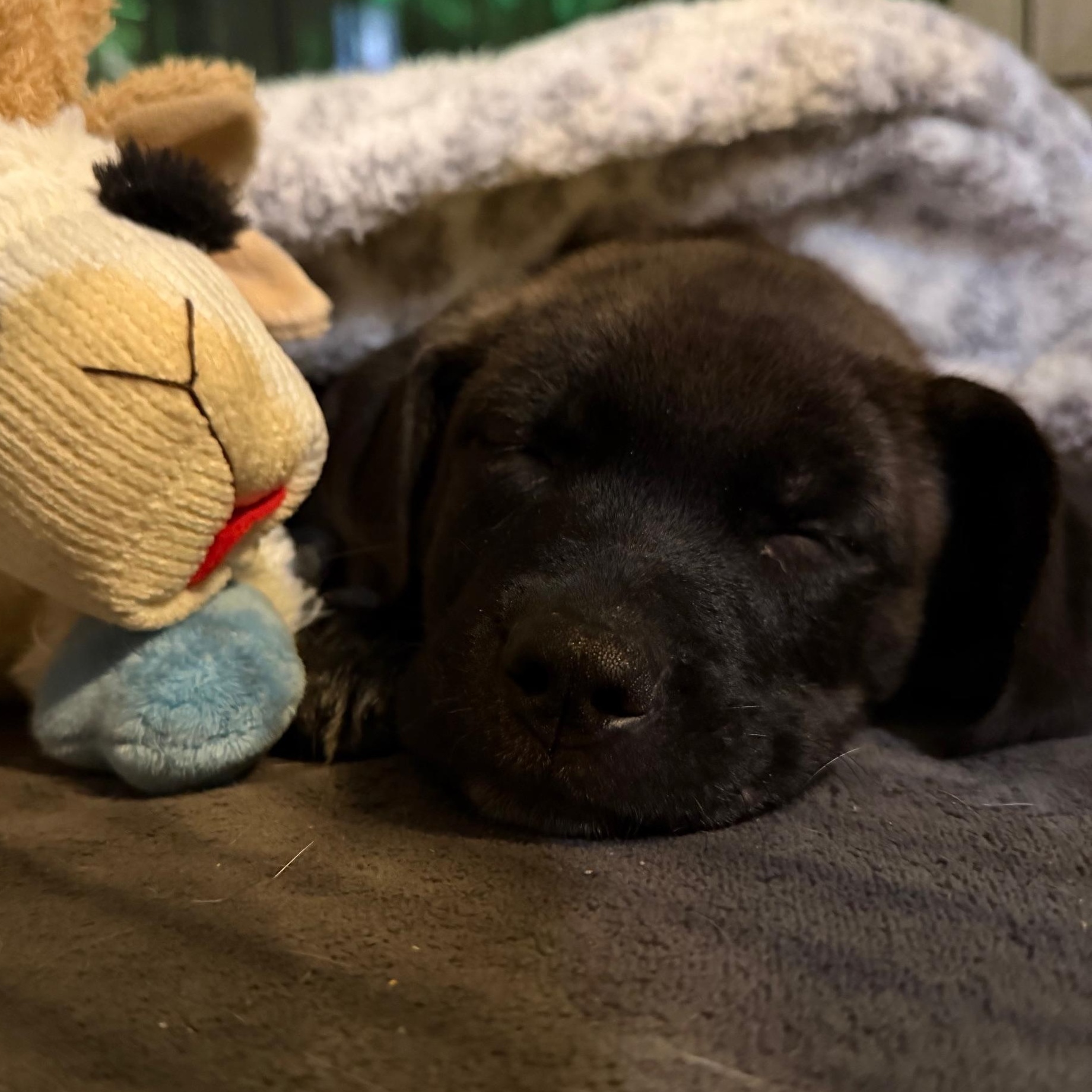 Enlarge Johnny Cougar - Local pup, an adopted mixed breed in Andover, MA image 5/6