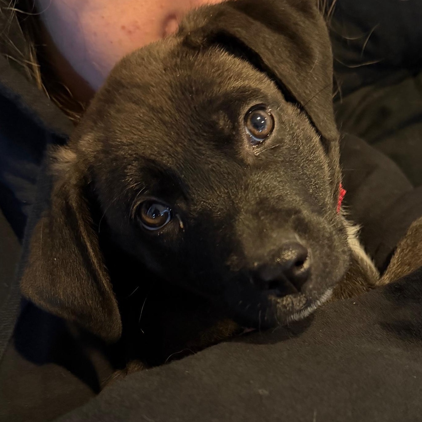 Enlarge Johnny Cougar - Local pup, an adopted mixed breed in Andover, MA image 2/6
