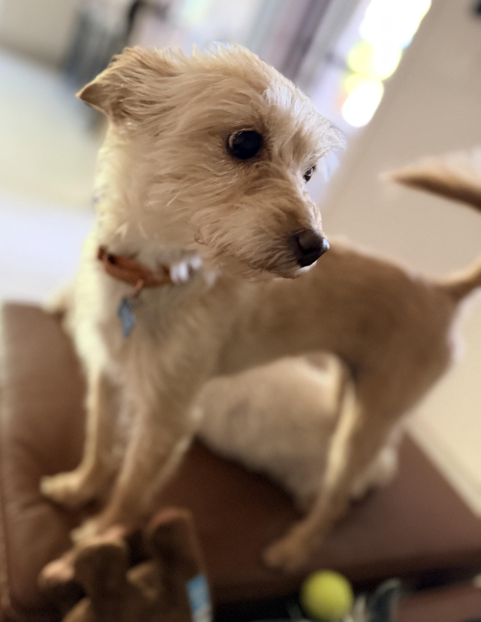Melon, Adoptable, Adult Female Terrier & Yorkshire Terrier.