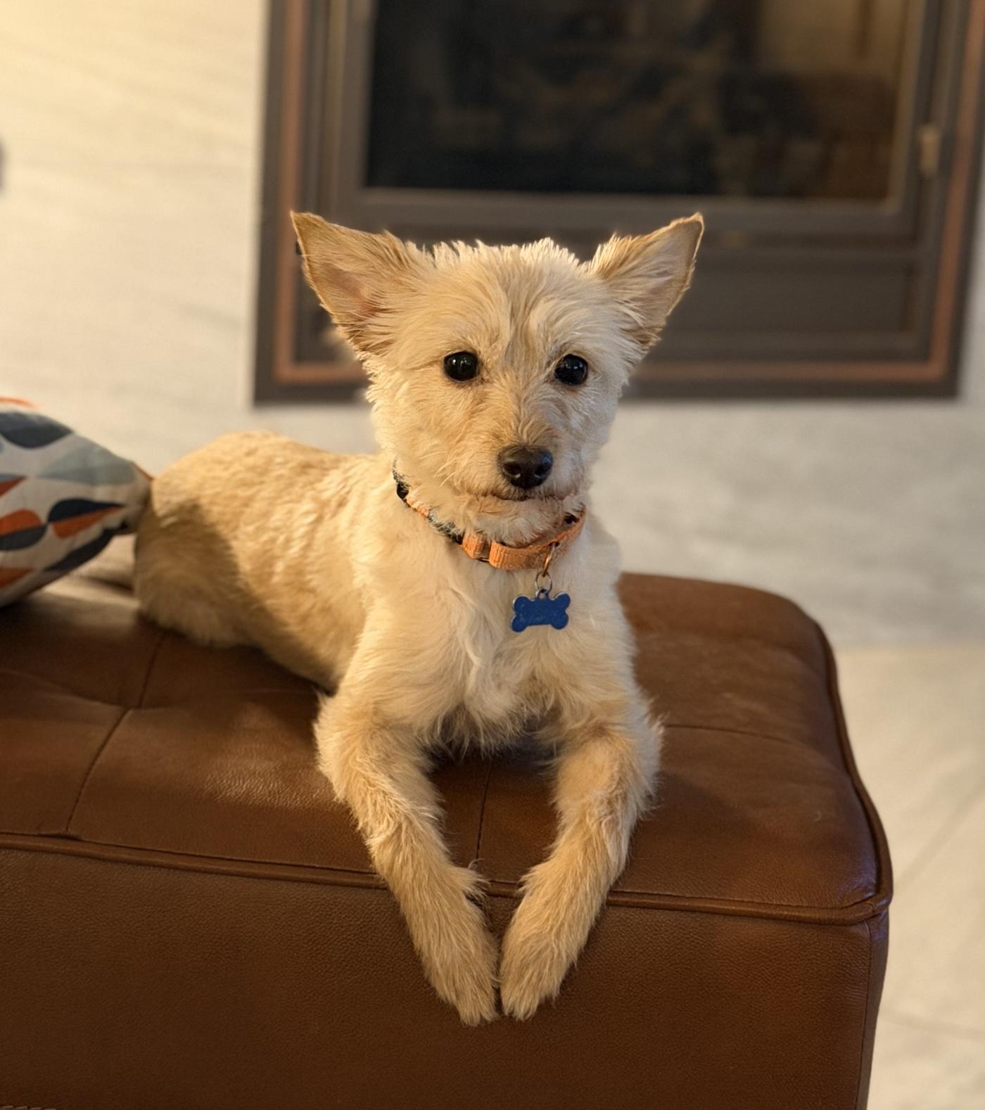 Enlarge Melon, a Adoptable mixed breed in Scottsdale, AZ image 2/6