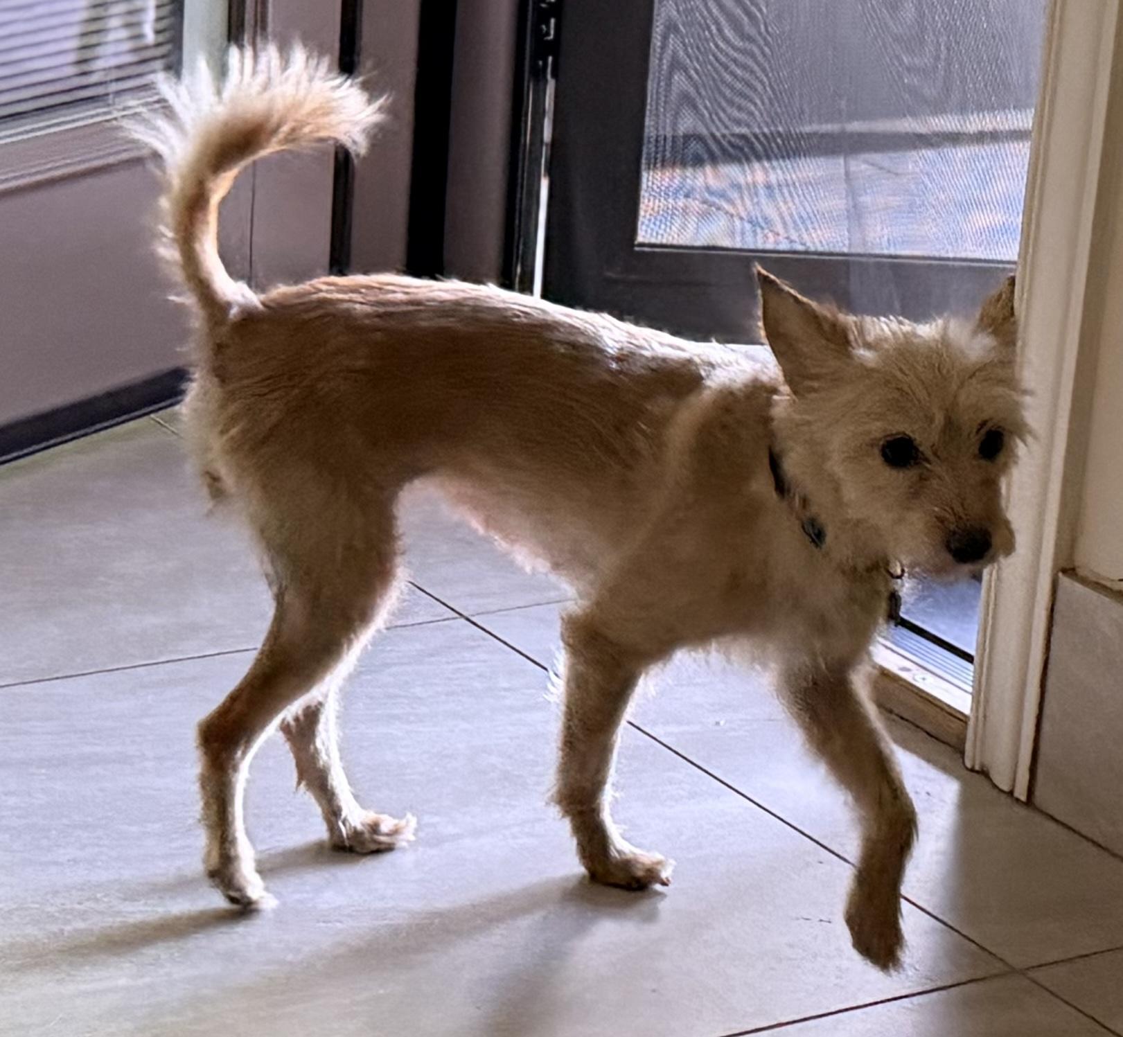 Enlarge Melon, a Adoptable mixed breed in Scottsdale, AZ image 3/6