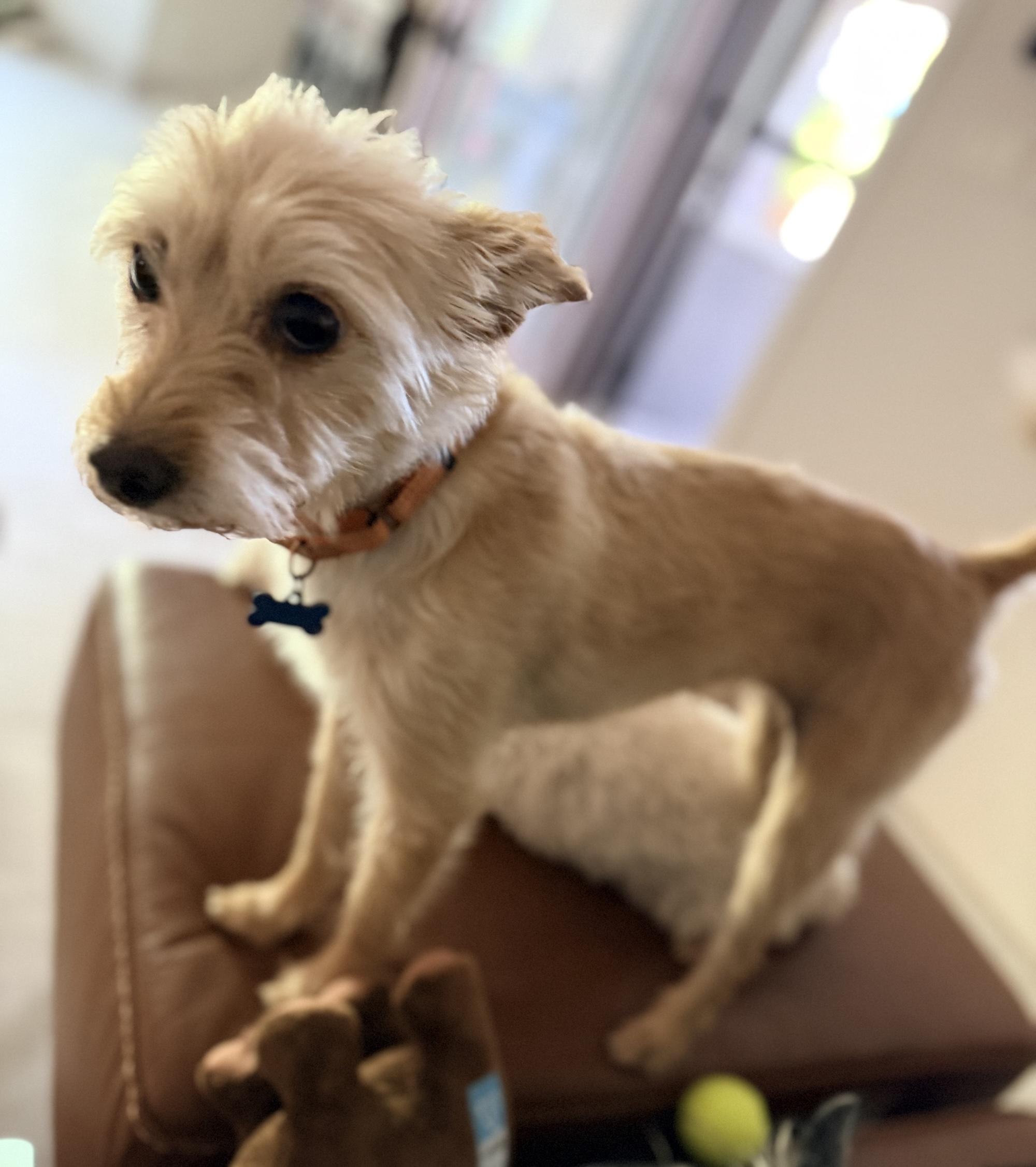 Enlarge Melon, a Adoptable mixed breed in Scottsdale, AZ image 4/6