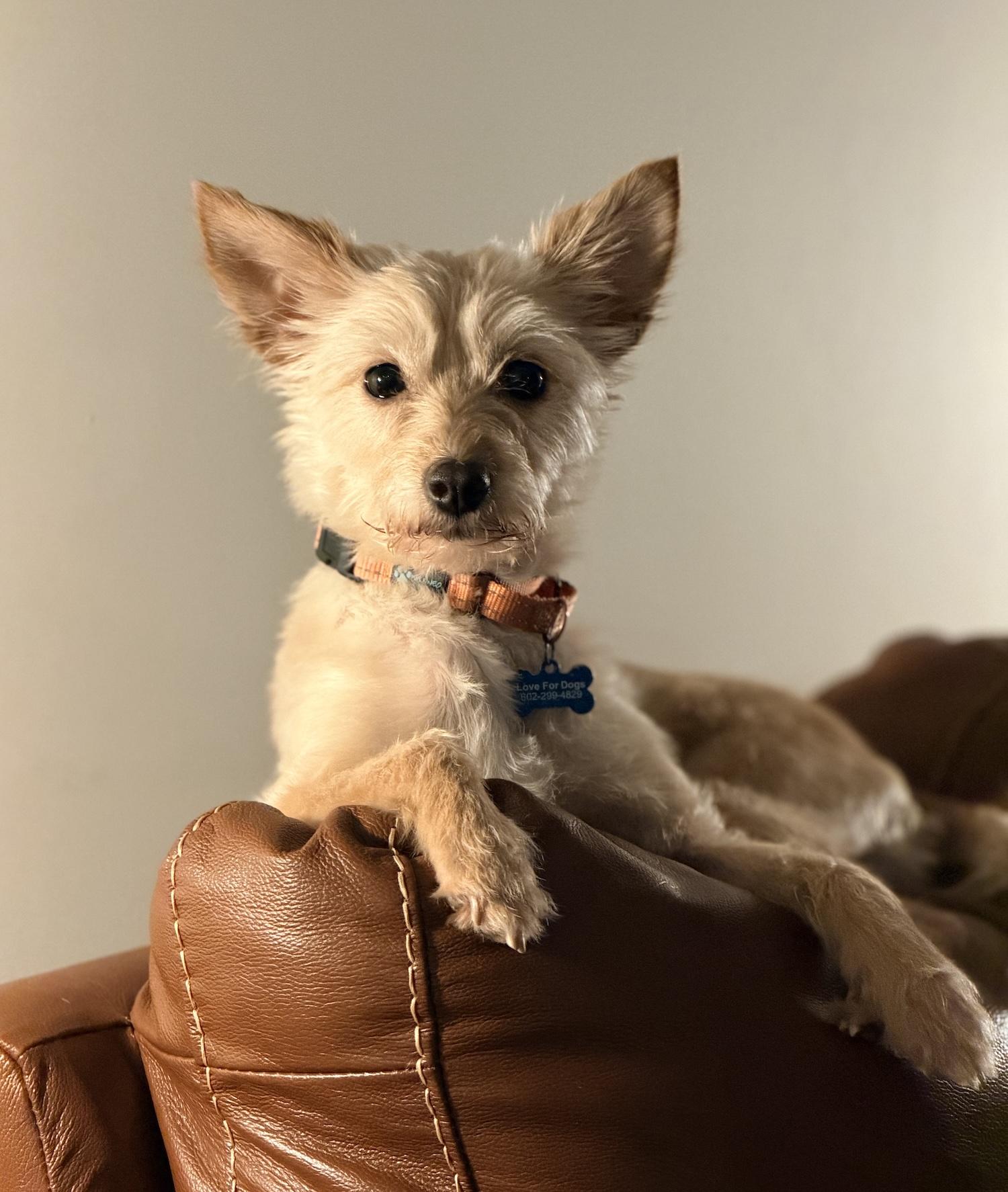 Enlarge Melon, a Adoptable mixed breed in Scottsdale, AZ image 5/6