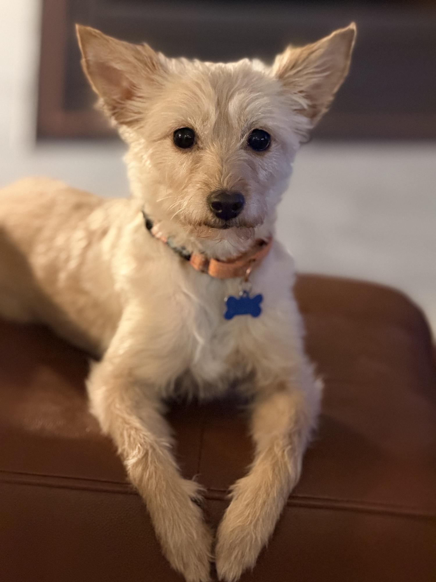 Enlarge Melon, a Adoptable mixed breed in Scottsdale, AZ image 6/6