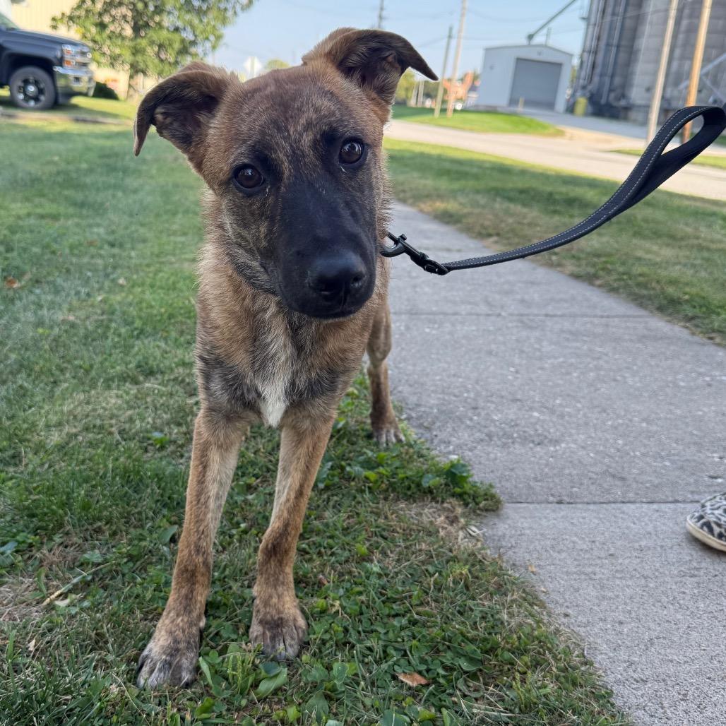 Abby, ADOPTABLE, Young Female Australian Cattle Dog / Blue Heeler & Mixed Breed.