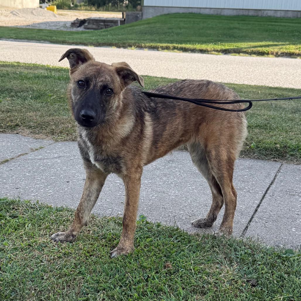 Abby, ADOPTABLE, Young Female Australian Cattle Dog / Blue Heeler & German Shepherd Dog.