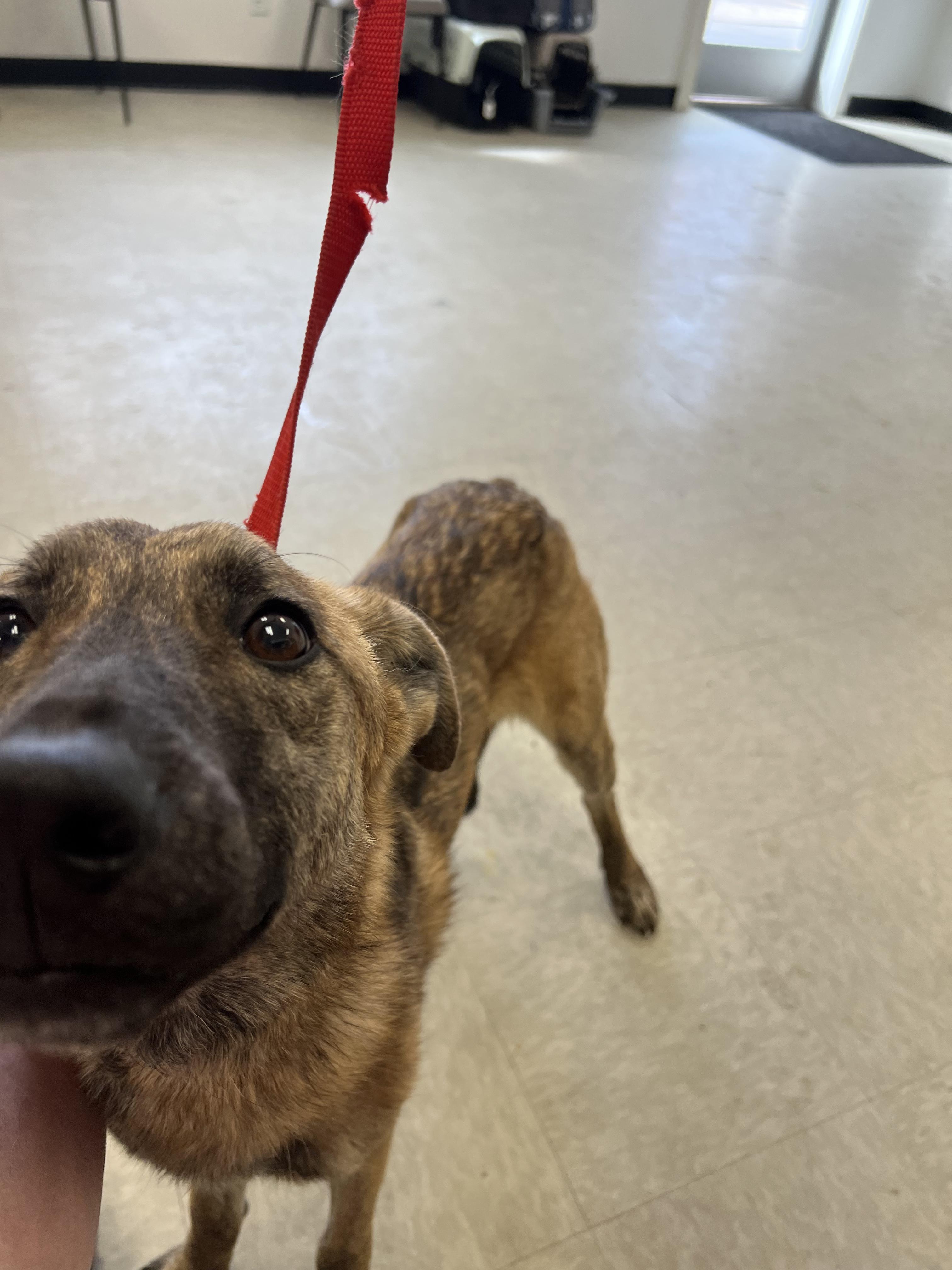 Enlarge Abby, a ADOPTABLE mixed breed in Fort Collins, CO image 5/6