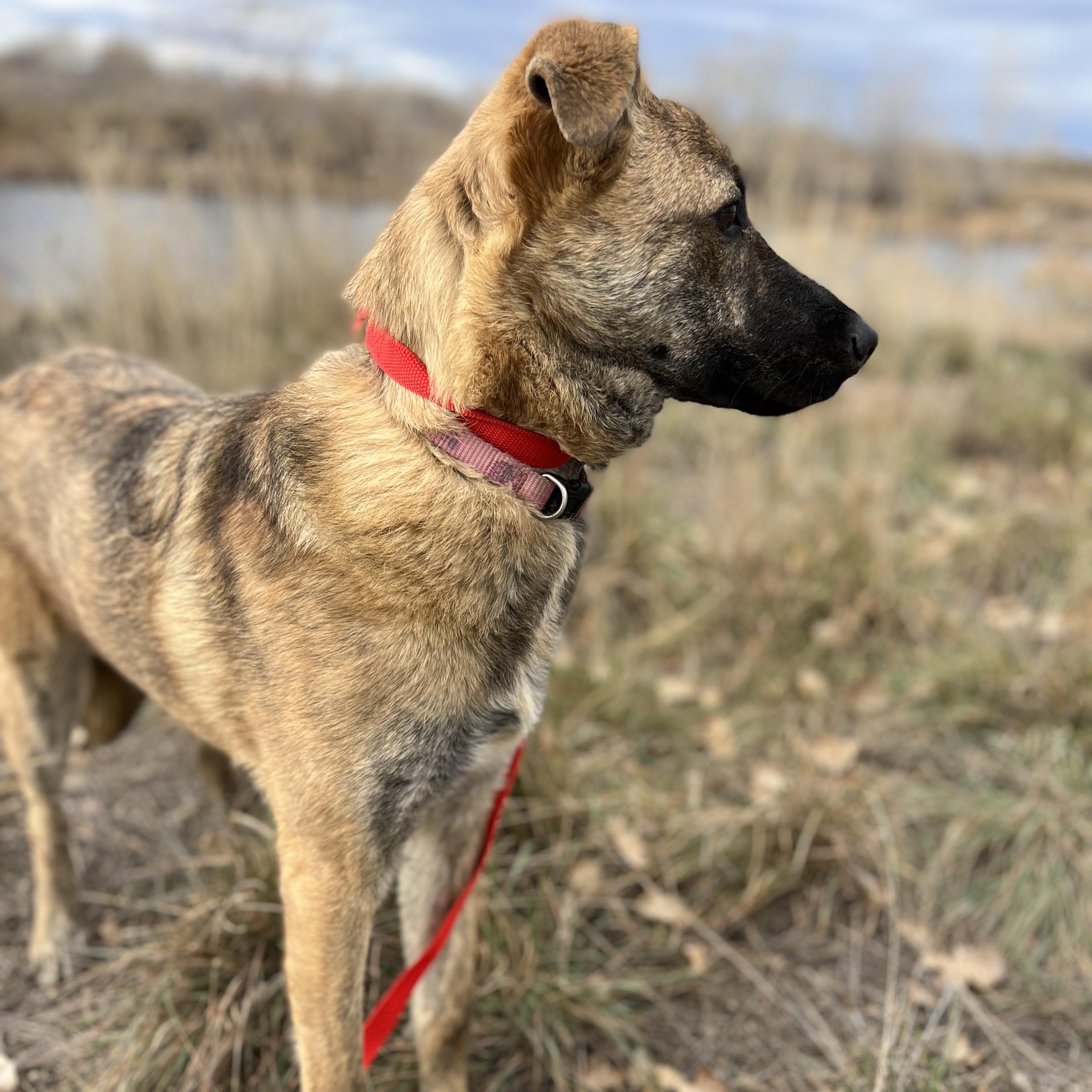 Enlarge Abby, a ADOPTABLE mixed breed in Fort Collins, CO image 1/2