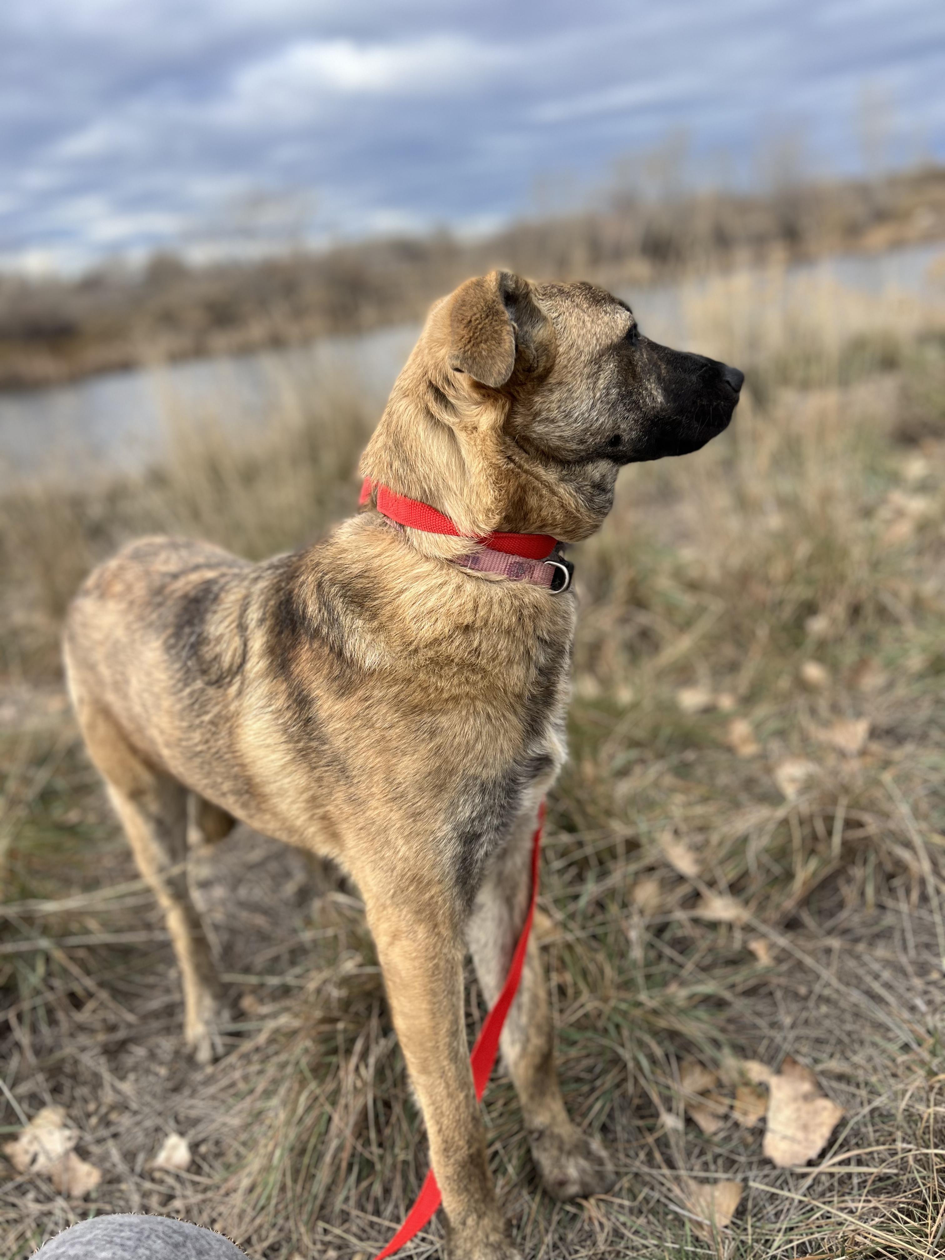 Enlarge Abby, a ADOPTABLE mixed breed in Fort Collins, CO image 2/2