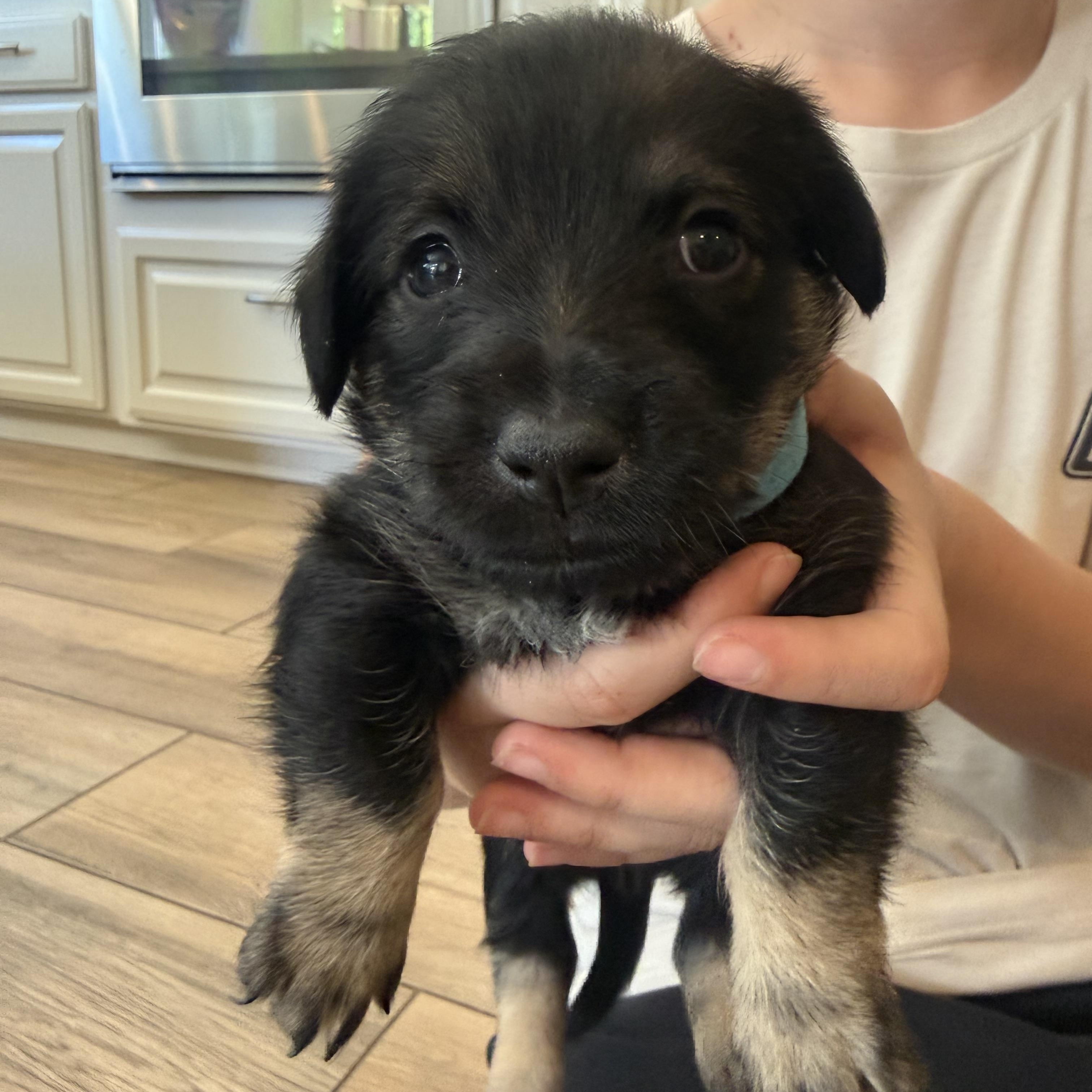 Enlarge R litter, a ADOPTABLE mixed breed in San Diego, CA image 4/6